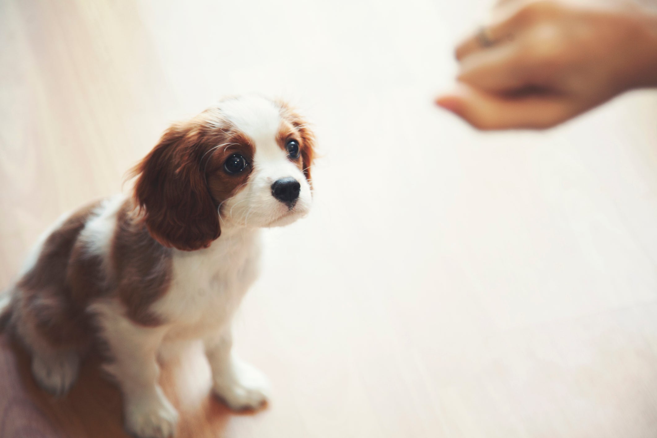 犬のトレーニングに関する簡易ガイド:ポジティブ・リインフォースメント(正の強化)が主流になっている理由